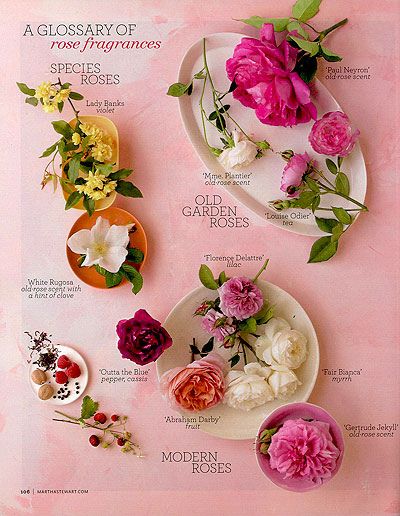 Flower Guide, Rose Perfume, Coming Up Roses, Rose Fragrance, Hybrid Tea Roses, Colorful Roses, Rose Scented Products, Tea Roses, Vintage Rose