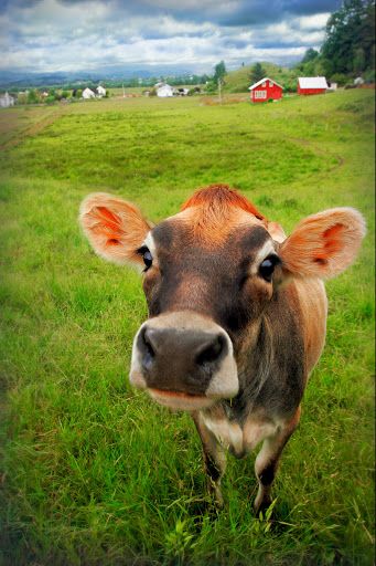 Cow In Pasture by Lee McLaughlin - Cow in Pasture northern California Click on the image to enlarge. Cows Photography, Cow Pasture, Cow Photography, Photography Friends, Cow Photos, Jersey Cow, Fluffy Cows, Cow Pictures