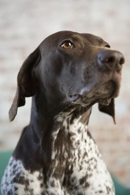 Chocolate Dogs, Halloween Party Mix, German Shorthaired Pointer Black, German Shorthaired Pointer Training, Dog Pond, German Pointer, Gsp Dogs, Gsp Puppies, Short Haired Pointer