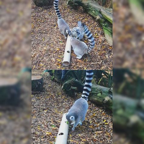 Meerkat Enrichment, Lemur Enrichment, Primate Enrichment, Zoo Enrichment, Enrichment Projects, Animal Enrichment, Zoo Ideas, Ranch Ideas, Wildlife Rehabilitation