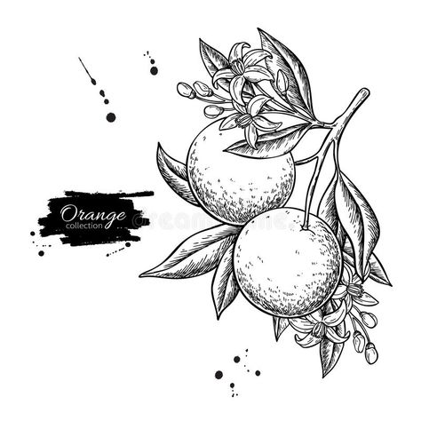 Orange branch vector drawing. Summer fruit engraved illustration. Isolated hand drawn whole orange, leaves and flower bloom. Botnical sketch of tropical citrus stock illustration Fruit Botanical, Orange Branch, Drawing Summer, Engraved Illustration, Engraving Tattoo, Leaves Vintage, Branch Vector, Juice Packaging, One Piece Tattoos