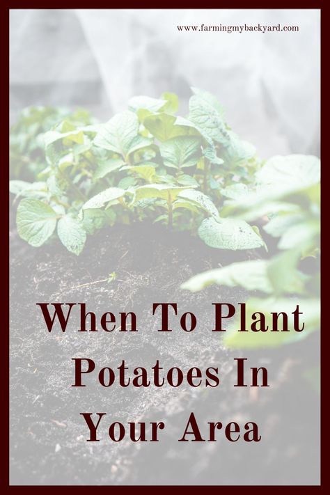 When To Plant Potatoes Zone 7, When To Plant Potatoes In Zone 8, When To Plant Sweet Potatoes, When To Plant Potatoes, Zone 8 Plants, Garden Potatoes, Potato Planting, Growing Basil Indoors, Plant Potatoes