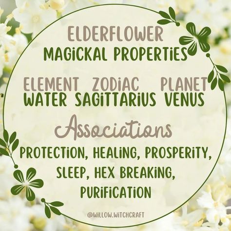 The Magick Of Elderflower #todaysposts #topicoftheday #elderflower elderflowermagick #magickaltips #elderflowermagickaltips #elderflowerwitchcraft #elderflowermagickalproperties #herbtips #plantmagick #witchcraft #magick #herbmagick🌿 #kitchenwitch @willow.witchcraft #willowwitchcraft Elderberry Magical Properties, Witchcraft Flowers, Sleep Magic, Spiritual Journaling, Magical Food, Elderberry Flower, Zodiac Planets, Witch Herbs, Magic Spell Book