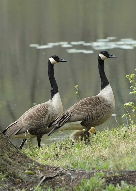 Canadian Geese, Canada Geese, Water Birds, Canadian Goose, Winter Bird, Lily Pond, Nature Center, Bird Pictures, St James