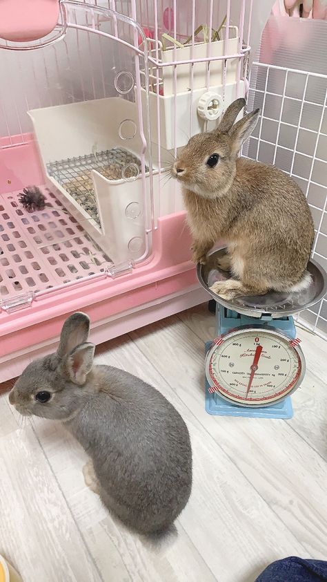 Bunny Cage Aesthetic, Bunny Cage, Bunny Hutch, Bunny Room, Pet Bunny Rabbits, Rabbit Photos, Bunny Care, Bunny Cages, Pet Spaces