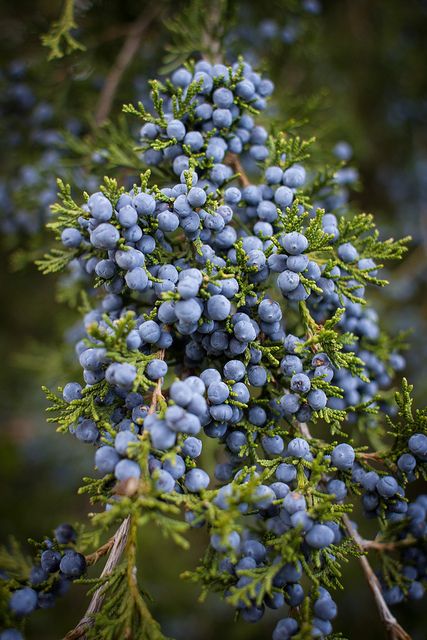 Close up of Eastern Red-Cedar Berries by yours truly. Eastern red-cedar is one of the few native evergreen #trees in Indiana. #tree #evergreen Cedar Berries, Blue Berries, Beautiful Trees, Cedar Trees, Wild Edibles, Summer 3, Evergreen Trees, Healing Herbs, Farm Gardens