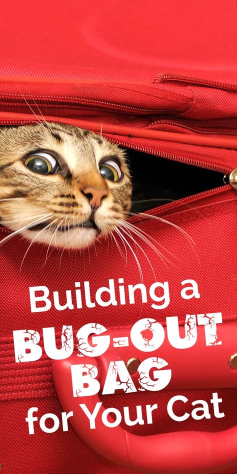 Cat Pampering, Evacuation Bag, Catio Ideas, Pet Remedies, Scaredy Cat, Cat Info, Cat Hacks, Bug Out Bag, Diy Cat