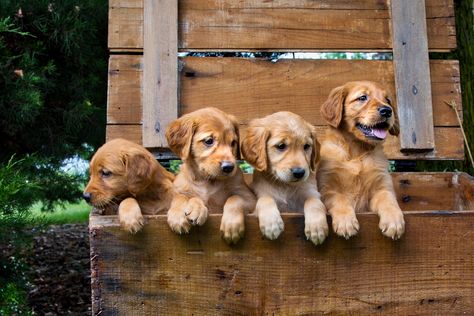 Grumpy Golden Retriever Warms Hearts as She's 'Not a Morning Person' Family Friendly Dogs, Grumpy Face, Most Popular Dog Breeds, Popular Dog Breeds, American Kennel Club, Retriever Puppy, Popular Dog, Sleeping Dogs, Beautiful Dogs