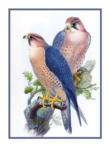 Peregrine Falcon by Naturalist John Gould Birds Counted Cross Stitch or Counted Needlepoint Pattern John Gould, Peregrine Falcon, Antique Images, Peregrine, Bird Illustration, Vintage Birds, Birds Of Prey, Wildlife Art, Bird Prints