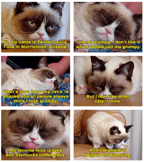 Poor, misunderstood Tard. I would feed you tuna and give you chin scratches. Grumpy Cats, Pictures Of Cats, Grumpy Cat, Crazy Cat Lady, Crazy Cats, Cat Love, Cat Memes, Funny Cute, Animal Pictures