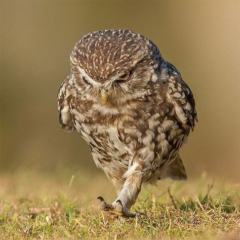 Owl Legs, Owl Facts, Burrowing Owl, Funny Owls, Owl Photos, Make A Decision, Nocturnal Animals, Owl Pictures, Kitten Pictures