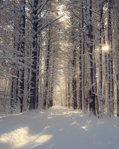 Photography Print of a Snow Covered Path Surrounded by Trees on a Sunny Winter Morning Pretty Snow, Winter Aesthetics, Sunny Winter, Snow Images, Harsh Winter, Snow Tree, Snow Covered Trees, Winter Tree, Winter Inspo