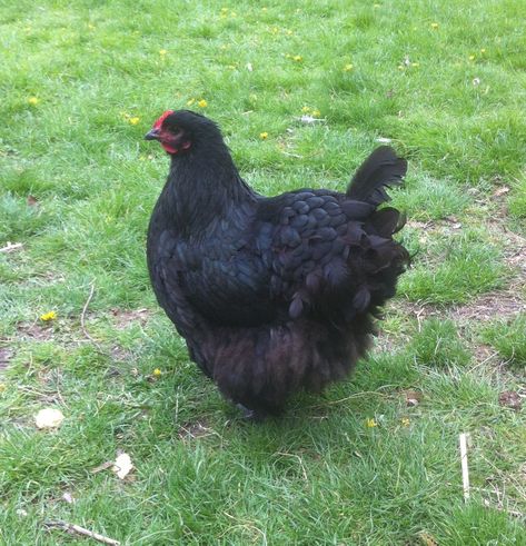 Australorp Chicken, Black Australorp, Jersey Giant, Ameraucana Chicken, Chickens For Sale, Best Egg Laying Chickens, Egg Laying Chickens, Types Of Chickens, Chicken Pictures