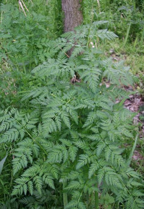 Poison Hemlock, Water Hemlock, Tiny White Flowers, Garden Weeds, Poisonous Plants, Invasive Plants, Northern Arizona, Natural Resources, Agriculture