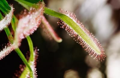 Sundews glisten with red, sticky tendrils called trichomes. Their unusual shape and bright colors make them look like something out of a sci-fi movie -- one of the many reasons they're popular ... Bug Eating Plants, Sundew Plant, Easiest Plants To Grow, Succulent Ideas, Succulent Seeds, Easy Plants To Grow, Moroccan Boho, Zz Plant, Sand And Gravel