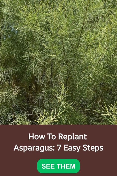 Asparagus, a resilient perennial vegetable, thrives in colder climates, making it a beloved choice among gardeners. Known for its hardiness, asparagus plants are ideal for transplantation. Discover the joys of growing this enduring and versatile veggie in your garden today! Transplant Asparagus, Asparagus Plants, Asparagus Plant, Growing Asparagus, Hawthorn Tree, Yucca Plant, Perennial Vegetables, Gardening Gear, Holly Tree