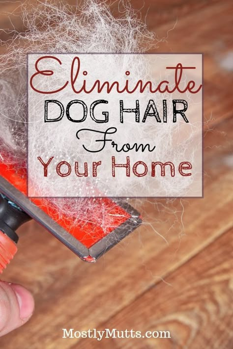 How To Keep Dog Hair Off Of Everything, Dog Hair Cleaning Life Hacks, How To Manage Dog Hair, How To Clean Dog Hair Off Couch, How To Control Dog Hair In The House, Get Rid Of Dog Hair In House, How To Get Rid Of Dog Hair In The House, How To Get Dog Hair Off Blankets, How To Keep Dog Hair Under Control