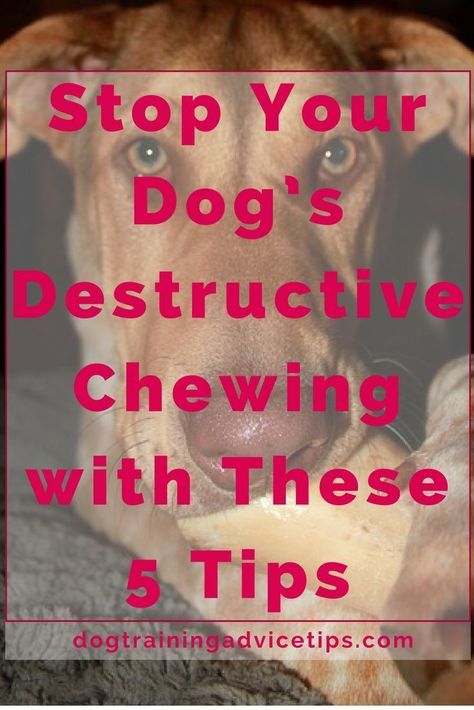 Stop Dog Chewing, Dog Minding, Easiest Dogs To Train, Dog Behavior Problems, Dog Training Classes, Dog Training Advice, Dog Training Techniques, Aggressive Dog, Dog Help