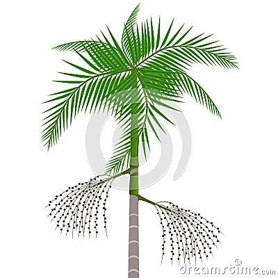 acai-palm-tree-berries-white-background-beautiful-illustration Acai Tree, Acai Palm Tree, Beautiful Illustration, Background Beautiful, Tree Illustration, Palm Tree, Palm Trees, Art Wall, White Background