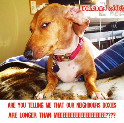 Doubtful Dachshunds Weenie dogs / Sausage dog / Dachshund love / Dachshund puppies / Wiener Dog / Weiner dog / Doxie #dachshundaddict #dachshund #dachshunds #sausagedog #wienerdog #doxie #dachshundpuppies Dogs Daschund, Doxie Humor, Winnie Dogs, Dog Weiner, Weiner Dog Humor, Eyes Meme, Dachshund Training, Dachshund Quotes, Brown Dachshund