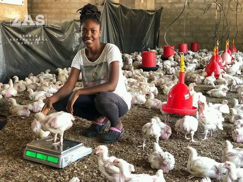 Farm Management, Poultry Farming, Farming Business, Birds, Chicken