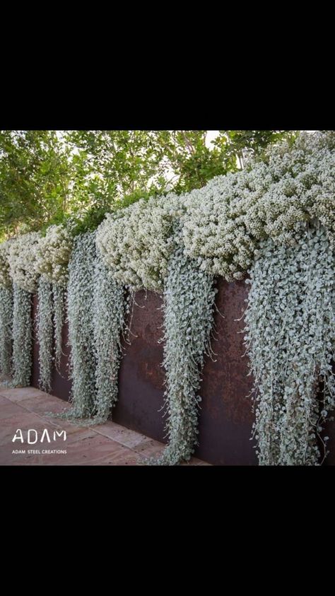 Garden Planter Boxes, Plants Growing, Indoor Gardens, Have Inspiration, Native Garden, Wall Garden, White Gardens, Hanging Garden, Pretty Plants