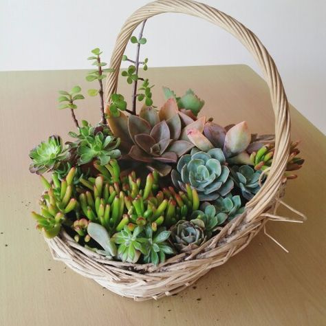 Floral Sketches, Basket Centerpieces, Succulent Centerpieces, Easter Flowers, White Garden, Succulent Arrangements, Spring Nature, White Gardens, Wire Baskets