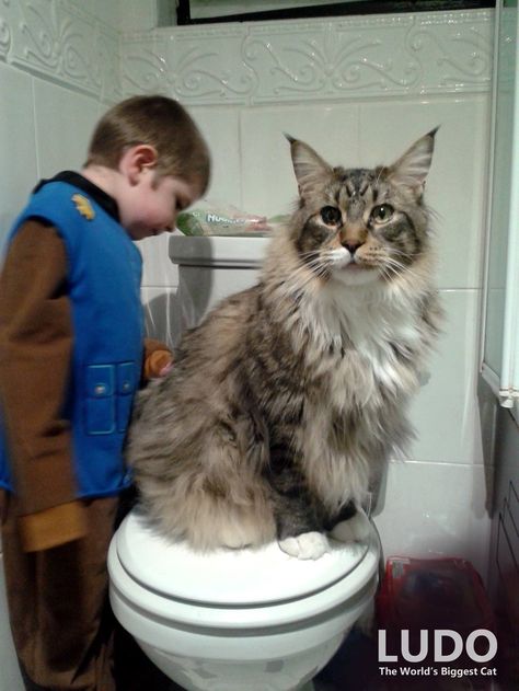 Maine Cooney Cats, Biggest House, Big House Cats, Huge Cat, Giant Cat, Long Cat, House Cat, Forest Cat, Norwegian Forest Cat