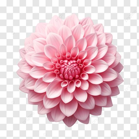 light pink dahlia flower pink dahlia flower wedding dahlia flowers png Dahlia Flower Wedding, Pink Dahlia Flower, Dahlias Wedding, Png Flowers, Pink Dahlia, Dahlia Flowers, Flowers Png, Transparent Image, Dahlia Flower