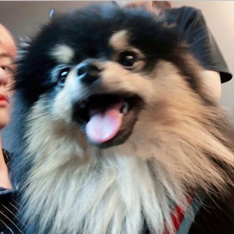 yeontan (연탄) on Instagram: “He attacks!! 🐶😈” V Yeontan, Kim Yeontan, Bts Dogs, Teachers Pet, Pretty Pillow, Pomeranian Dog, New Hair Colors, Bts Kim, Just Friends