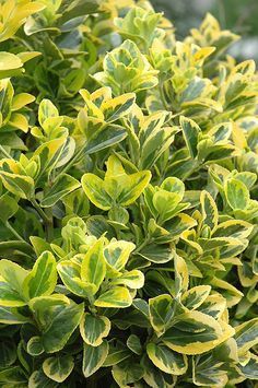 evergreen. dark green in winter. full to shade. Gold Variegated Japanese Euonymus (Euonymus japonicus 'Aureomarginata') at Squak Mountain Nursery Japanese Euonymus, Plant Pic, Spindle Tree, Euonymus Japonicus, Nursery Landscape, Evergreen Landscape, Garden Fences, Shade Garden Plants, Mountain Nursery