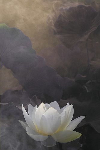 White Lotus Flower Surreal series - DD0A7273-1-1000 | Flickr Lotus Flower Images, Lotus Wallpaper, Blue Sky Wallpaper, Lotus Flower Pictures, White Lotus Flower, Sky Wallpaper, White Lotus, Watercolor Art Lessons, Island Style