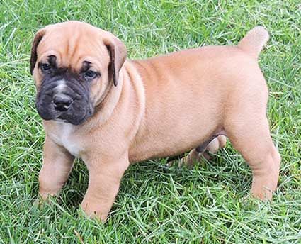 Kings Thunder Puppies sells African Boerboel puppies in the USA. The African Boerboel is a confident, calm, and dedicated guardian for your home. Visit our website today to view the African Boerboel puppies we have available. www.KindThunderPuppies.com Boerboel Puppies, African Boerboel, Christmas Wishlist, Puppy Love, Cute Puppies, Vision Board, Puppies, Dogs, For Sale