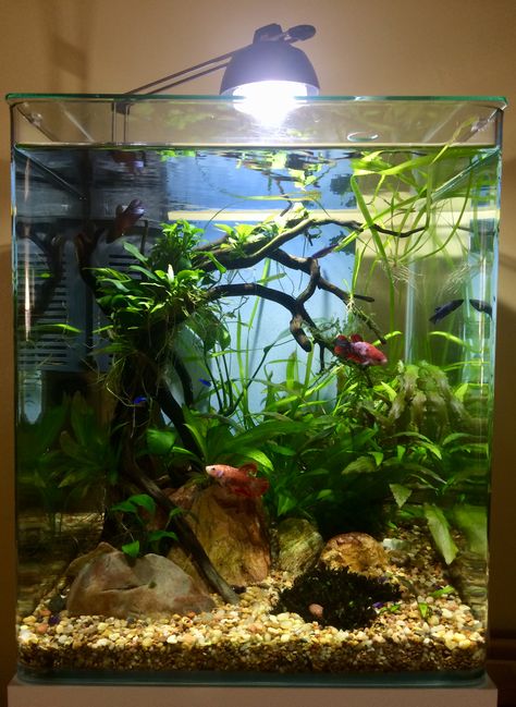 My Aquarium 😊 Fish Tank Aquascape, Natural Betta Tank, Betta Fish Tank Plants, Female Betta Tank, Koi Betta Fish Tank, Betta Sorority Tank Ideas, Ten Gallon Fish Tank Ideas, Female Betta Fish Sorority, Small Fish Tank Ideas Bedrooms