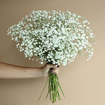 Long Vase, Flower Identification, Popular Flowers, Cat Air, Small White Flowers, Flower Arrangements Diy, Flower Care, Diy Wedding Flowers, Flower Packaging