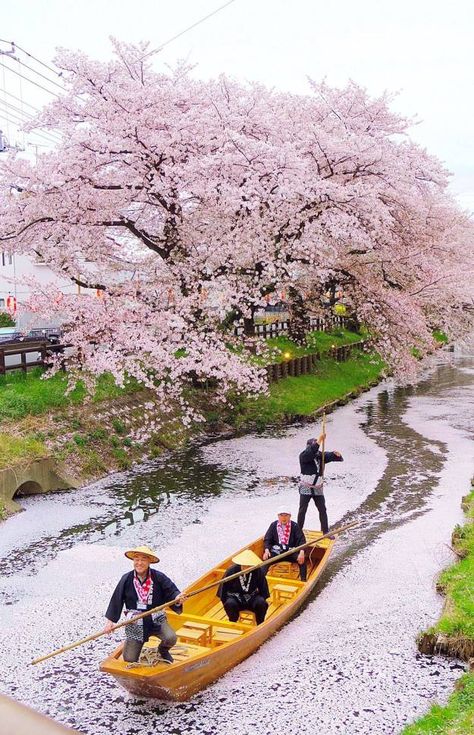 Canoes, Maneki Neko, Bhutan, Pretty Places, Okinawa, Dream Destinations, Places Around The World, Asia Travel, Cherry Blossoms