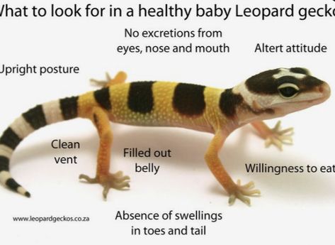 Leopard Gecko Tank, Leopard Gecko Care, Gecko Habitat, Gecko Terrarium, Cute Gecko, Reptile Care, Pet Enclosure, Cute Reptiles, Crested Gecko