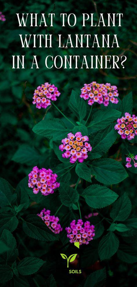 What to Plant with Lantana in a Container? Lantana Tree, Lantana Plant, Companion Plants, Beautiful Flowers Garden, Backyard Garden Design, Container Flowers, Small Containers, Companion Planting, Growing Vegetables