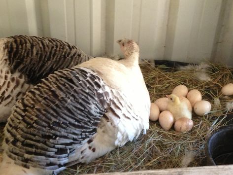 About Royal Palm Turkeys: Not All Turkeys Are Just for Meat Royal Palm Turkey, Turkey Coop Ideas, Turkey Coop, Turkey Chicks, Bourbon Red Turkey, Female Turkey, Turkey Breeds, Farm Pets, Pet Turkey