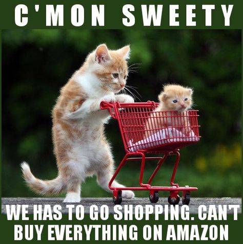 Amazon Cat Memes Cat Shopping, Stuff To Buy, Kitten Photos, Adorable Kitten, Great Cat, Cat Quotes, Cute Cats And Kittens, Funny Cat Videos, Cat Adoption