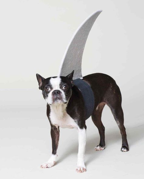 Think Fin: Dog Shark Halloween Costume Diy Shark Fin, Diy Shark Costume, Dog Shark Costume, Halloween Costume Videos, Dog Shark, Shark Halloween Costume, Dragon Halloween Costume, Shark Halloween, Harry Potter Halloween Costumes