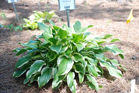 So Sweet hosta Zone 9 Gardening, Gardening Design Diy, Backyard Walkway, Front Yard Landscaping Pictures, Backyard Garden Layout, Front Yard Landscaping Diy, Front Yard Garden Design, South Louisiana, Front Yard Landscaping Plans