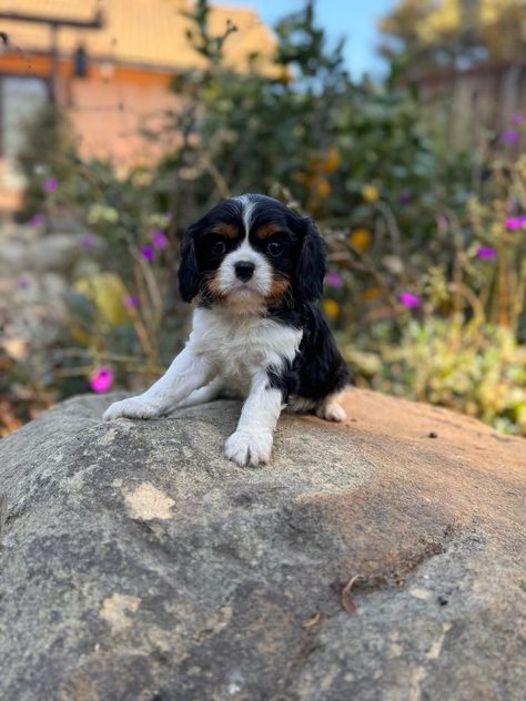 Penny, Cavalier King Charles Spaniel raised in California | Good Dog Blue Blood Bulldog, American Leopard Hound, Cavalier King Charles Spaniel Puppy, Charles Spaniel Puppy, King Charles Spaniel Puppy, English Coonhound, American Water Spaniel, Spaniel Puppies For Sale, Bouviers Des Flandres