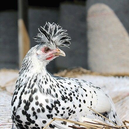 Silver-spangled Appenzeller Spitzhauben Appenzeller Spitzhauben, Breed Chickens, Poultry Breeds, Chickens Farm, Chickens For Sale, Game Fowl, Chicken Pictures, Fancy Chickens, Chicken Keeping