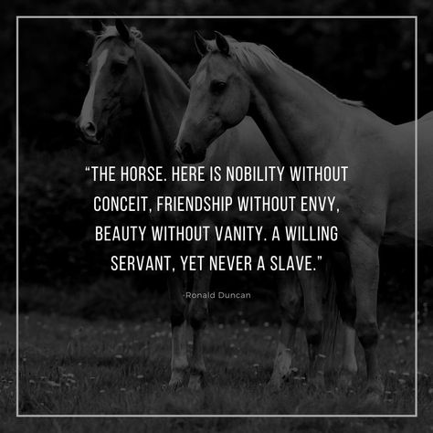 Quotes For Horses, Horse People Quotes, Short Horse Quotes Inspirational, Horses Healing Quotes, Equine Quotes Inspiration, Deep Horse Quotes, Good Horse Quotes, A Girl And Her Horse Quotes, Horse Therapy Quotes