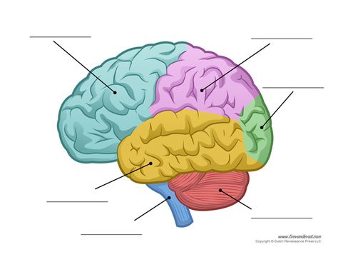 Parts of the Human Brain Human Brain Parts, Human Brain Diagram, Human Heart Diagram, Human Body Diagram, Brain Lobes, Function Diagram, Brain Diagram, Heart Diagram, Brain Parts