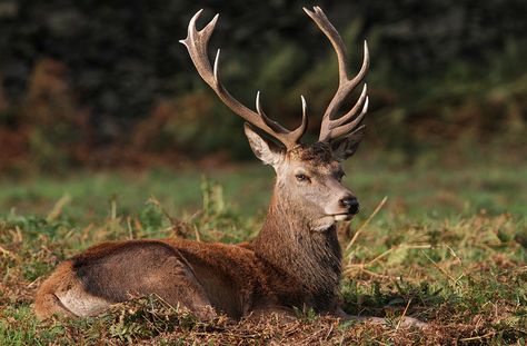 Deer Sitting, Observation Drawing, Stag Animal, Elk Pictures, Nature Reference, Male Deer, Animal Reference, Image Ideas, Red Deer