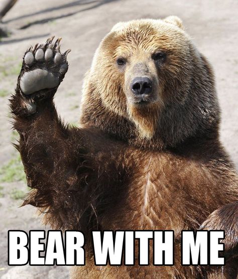 Bear with me - Imgur 5 Solas, Photo Animaliere, Funny Minion, Sarcasm Humor, Twisted Humor, E Card, Work Humor, Work Quotes, Funny Animal Pictures