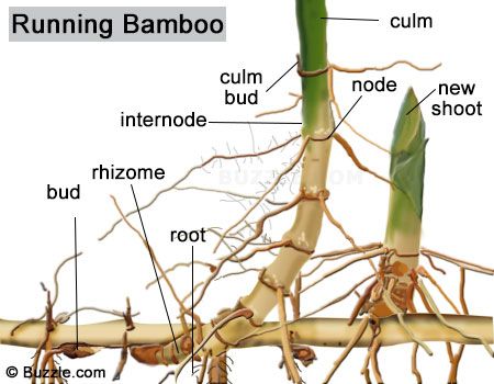 Bamboo is the largest member of the grass family. Among the various types of bamboo, there are some that are gigantic and almost treelike, while dwarf varieties can be small enough to grow in containers. Here we discuss the scientific classification of bamboos, their growth pattern, preferred temperature zones, and utility in everyday life. Bamboo Types, Non Invasive Bamboo, Bamboo Ideas, Indoor Bamboo, Bamboo Landscape, Bamboo Containers, Giant Bamboo, Bamboo Species, Clumping Bamboo