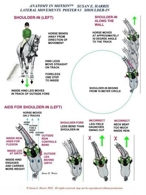 Dressage Patterns, How To Ride A Horse, Western Dressage, Dressage Exercises, Horse Training Exercises, Ride A Horse, Horseback Riding Tips, Horse Lessons, Horse Information